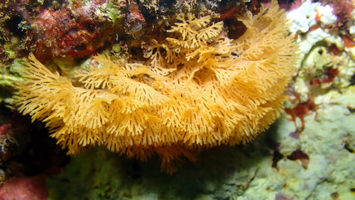 Reteporellina, 2026-06-19