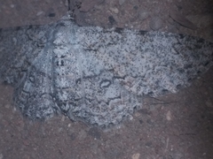 Zeuctoboarmia cataimena