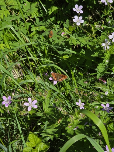 Pearl-bordered Fritillary