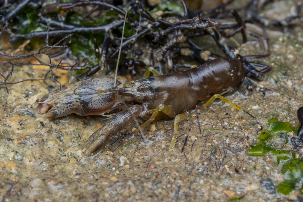 Alpheus edamensis