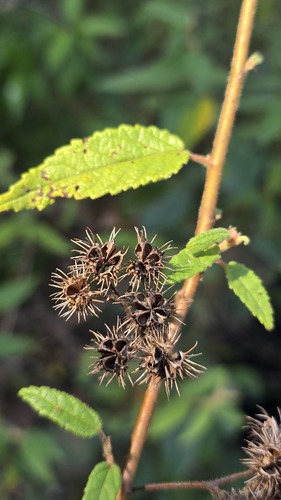 Commersonia dasyphylla, photograph 1