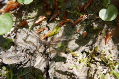 Tipula maxima