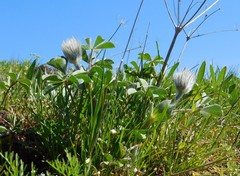 Trifolium macrocephalum