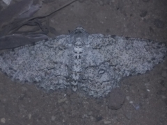 Zeuctoboarmia cataimena