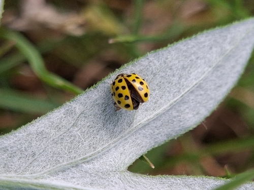 22-spot Ladybird