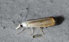 Parapediasia decorellus