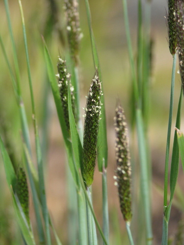 Alopecurus carolinianus iNat (2)