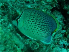 Chaetodon guttatissimus