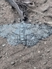 Zeuctoboarmia cataimena