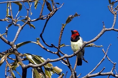 Streaky Blackcollar Barbet