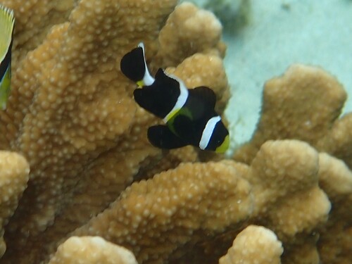 Amphiprion mccullochi observed 2026-03-31