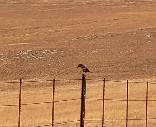 Southern Anteater-Chat