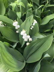 Convallaria