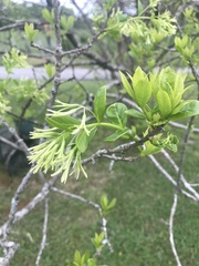 Chionanthus