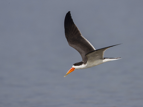 iNaturalist image