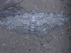 Zeuctoboarmia cataimena