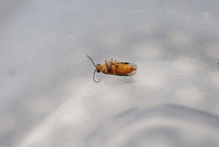 Athalia rosae