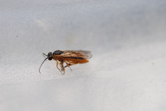 Athalia rosae