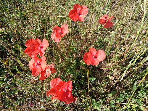 common poppy
