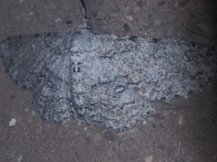 Zeuctoboarmia cataimena