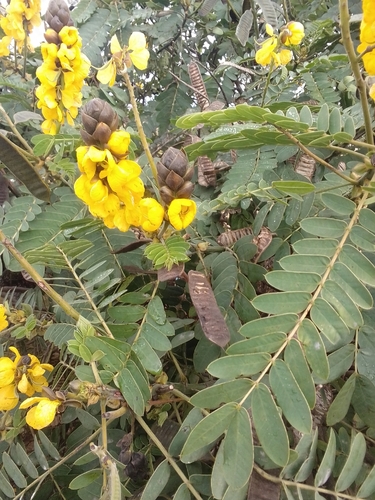 Peanut-Butter Cassia