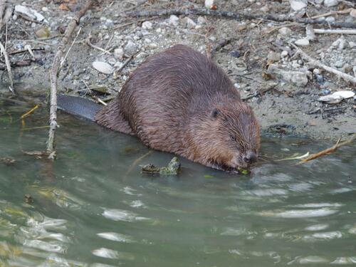 Eurasian Beaver