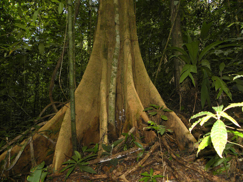 Pseudopiptadenia suaveolens · iNaturalist