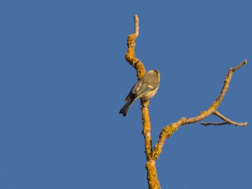 Eurasian Blue Tit