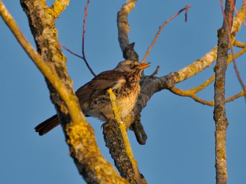 Fieldfare