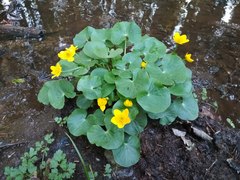 Caltha palustris
