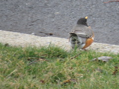 Turdus migratorius