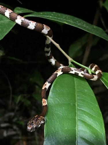 Photo of a Slender Snail Sucker (Sibon dimidiatus)