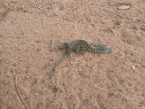 Nile Monitor
