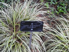Carex oshimensis