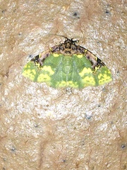Syngatha flavipars