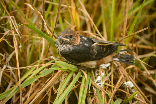 Lesser Striped Swallow