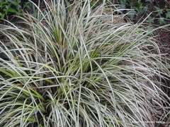 Carex oshimensis