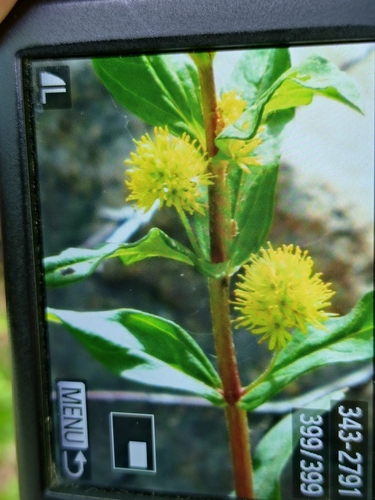 Tufted Loosestrife