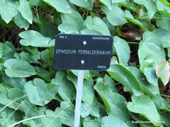 Epimedium perralderianum