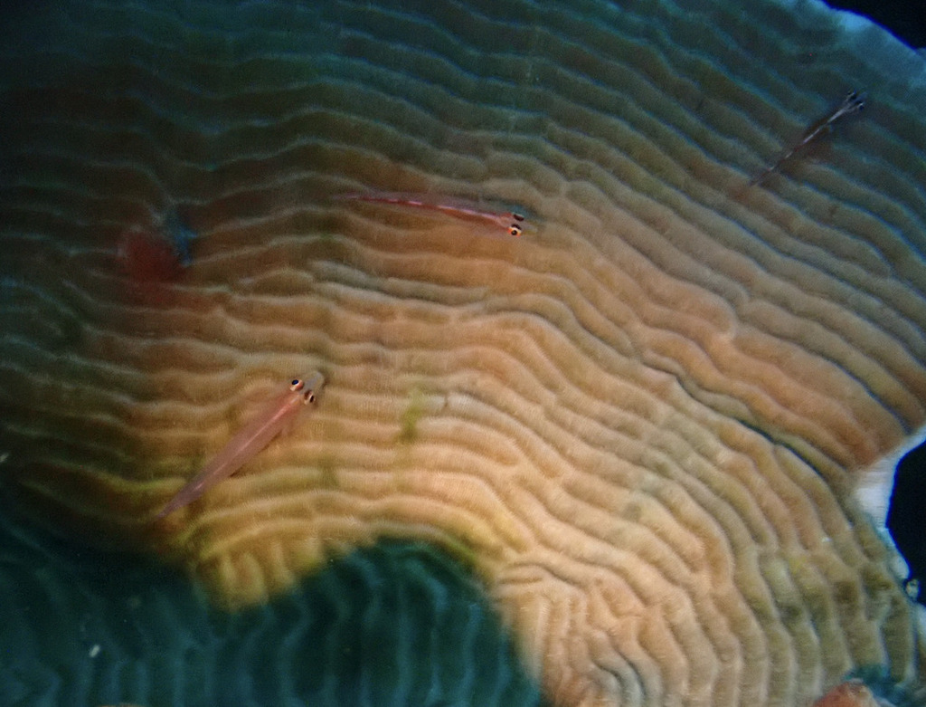 Cling Goby