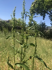 Rumex patientia