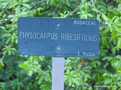 Physocarpus ribesifolia