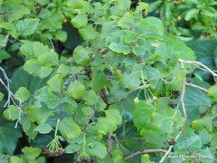 Physocarpus ribesifolia