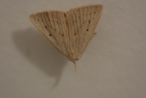 Dotted Fan-foot, 4503 GD Groede, Nederland, photo 10 of 10