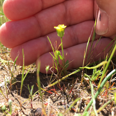 Cicendia quadrangularis