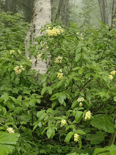 Macrodiervilla middendorffiana iNat (1)