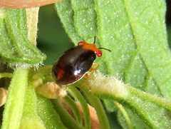 Geocoris ruficeps