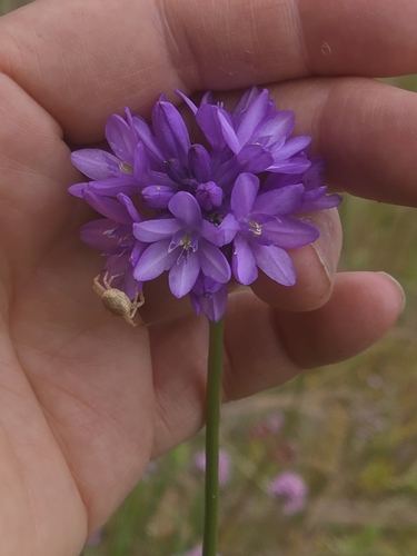 Dichelostemma congestum, photograph 6