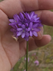Dichelostemma congestum, photograph (c) Merlla McLaughlin, some rights reserved (CC BY)