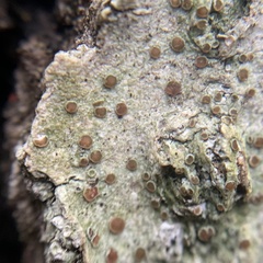 Obscuroplaca camptidia